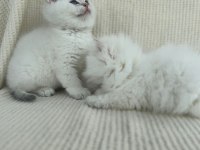 Ny1133 Erkek yavru british shorthair