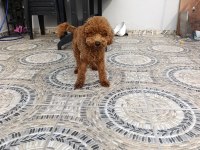 Toy poodle 11 aylık
