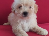 MALTİPOO YAVRU KÖPEKLERİMİZ