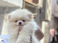 Pomeranian Boo 2 aylık dişi
