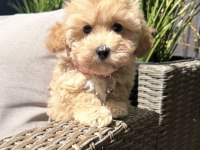 Tombik Maltipoo Bebeklerimiz