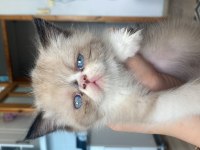 İran Persian blue point