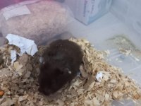 İstanbul içi hamster sahiplendirme