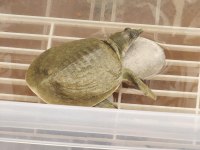 Softshell (Yumuşak kabuk) Su Kaplumbağası