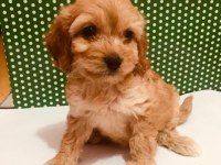 Hakiki red maltipoo wc eğitimli yavru