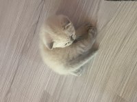 Blue point british shorthair yavrum