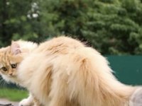 Ücretsiz yetişkin safkan british longhair dişi