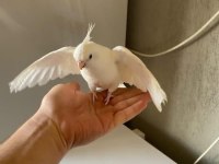 Albino Sultan Papağanı