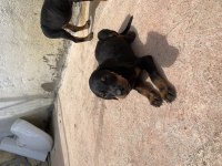 2,5 Aylık Erkek Doberman
