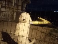 Maltese terrier sahiplendiriyorum uygun vereceğim