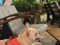 Dişi chihuahua 1 yaşında kızıma eş arıyorum