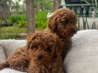 Toy Poodle yavru köpeklerimiz