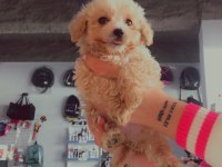 Maltipoo oğullarıma yuva arıyorum