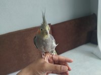 Acil satılık sultan papağanı