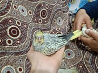 İzmir Kemalpaşa Yavru Sultan Papağanı Rezerve Yapılır