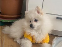 Kar beyaz pomeranian boo
