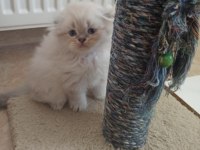 Scottish Fold Yavrumuz