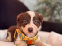 Tüm renkleriyle şecereli Border Collie yavrularımız