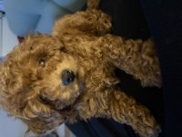 2 aylık Toy Poodle