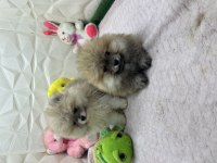 2.5 aylık erkek dişi üst kalite pomeranianlar