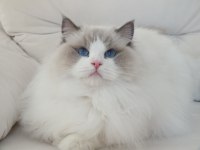 Full şecereli ragdoll yavruları