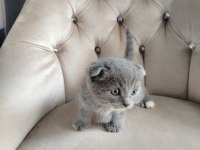 Mama Karşılığında Sahiplendirilecek Scottish Fold