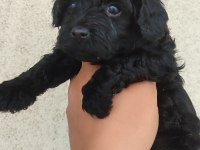 Siyah Poodle İnci Gibi Güzellikler
