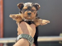 Petmode köpek çiftliğinden tea cup yorkshire