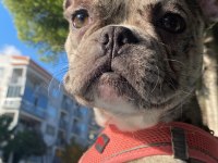 7 aylık dişi merle french bulldog acil