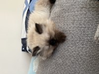 British Longhair Prensesim