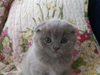 Ücretli sahiplendirme scottish fold