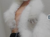 British Shorthair Yavrumuz