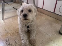 ücretsiz sahiplendirme köpeğimiz