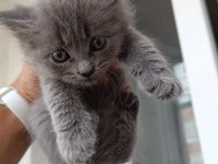 Ev Ortamında Büyümüş British Shorthair Kedilerim