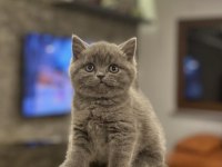 Brıtısh Shorthair Gri Yavrularım 