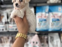 Tea cup maltese bebeklerimiz