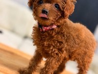 Teacup Dişi Toy Poodle