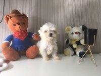 Mükemmel Kalitede Kore Maltese Bebeklerimiz