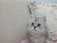 ERKEK CHİNCHİLLA SİLVER YAVRULARIMIZ