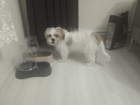 Terrier sağlıklı 4 aylık erkek köpeğimiz