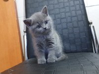British straight ve scottish fold