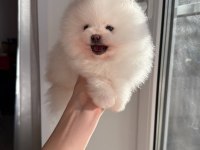 Pomeranian Boo Teddy Bear Ayi Surat Yavrularımız Hazır