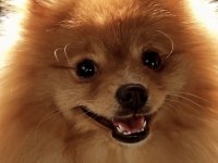 Sevimli pomeranian vegas