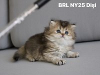 British longhair Ny25 /Ny11 Dişi Yavrular