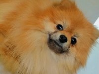Mükemmel kürk yapısına sahip pomeranian dişi