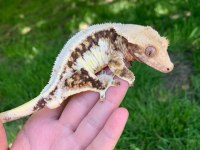 SUPER KALİTE CRESTED GECKOLARIMIZ