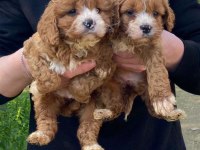 ORJİNAL teacup Garantili Maltipoo