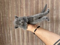 WC eğitimli sağlıklı orjinal scottish fold