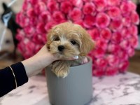 Sağlık garantili maltipoo yavrularımız