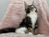 MCO dişi 2209 renk üst kaliteli maine coon